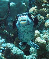 Masked puffer taken at Sharksbay with Olympus SP 350 by Anel Van Veelen 